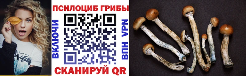 Галлюциногенные грибы Psilocybe  Кораблино 